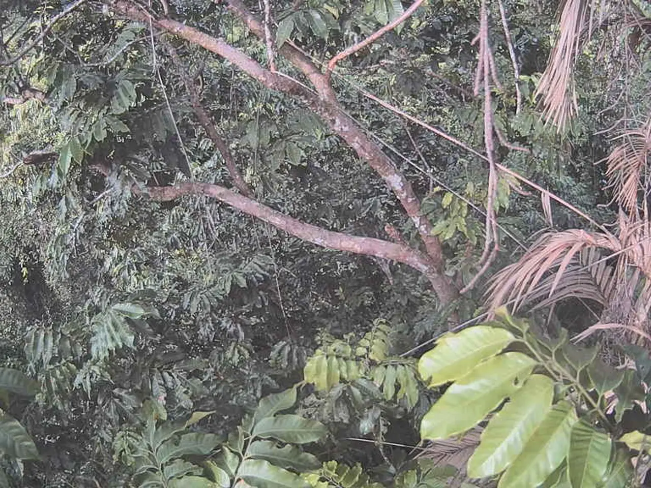 Harvesting copious amounts of dates from a palm tree is easier than you might imagine, according to...