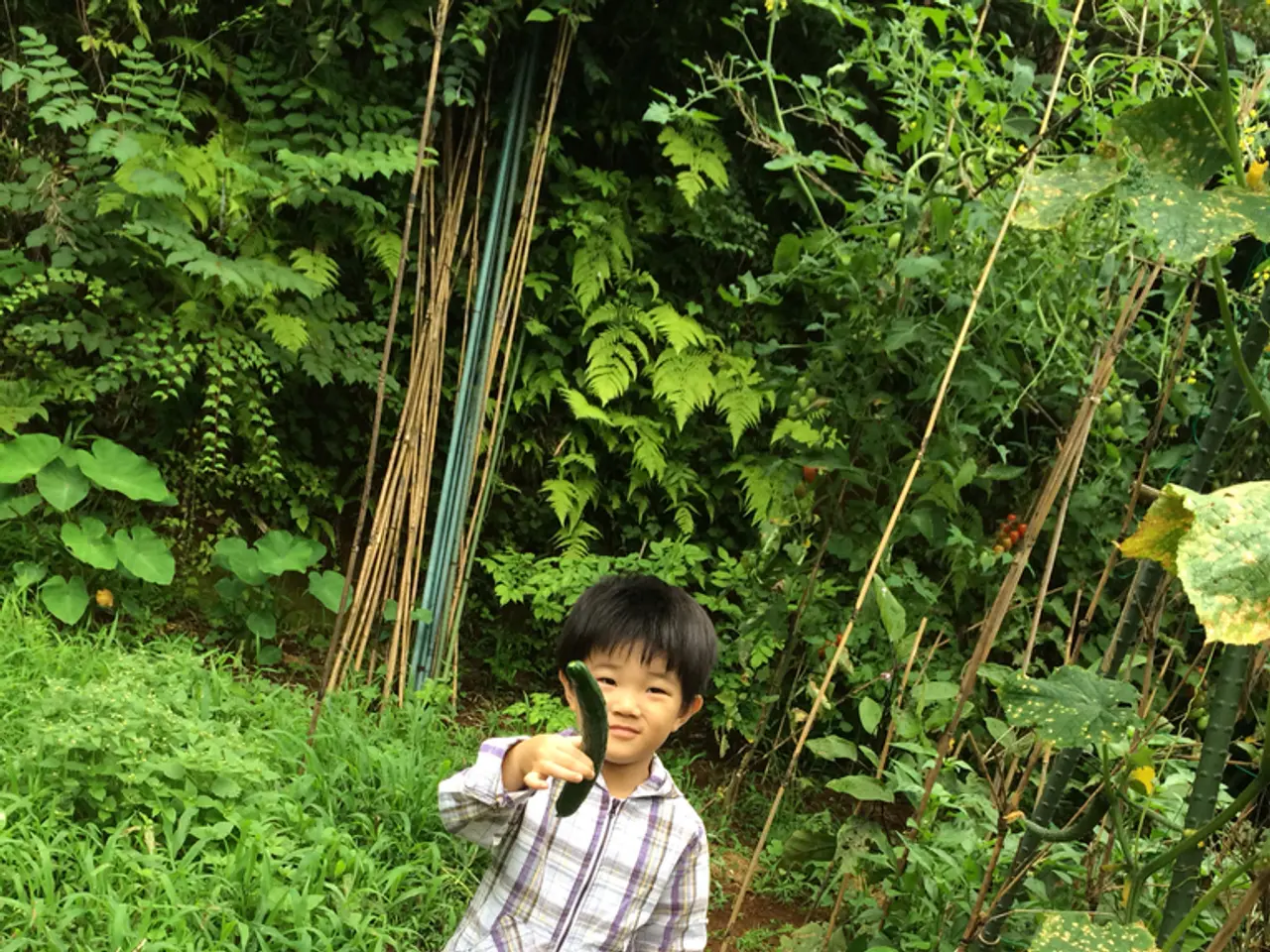 Signs of cucumber maturity: premature picking may ruin their flavor for this scrumptious seasonal...