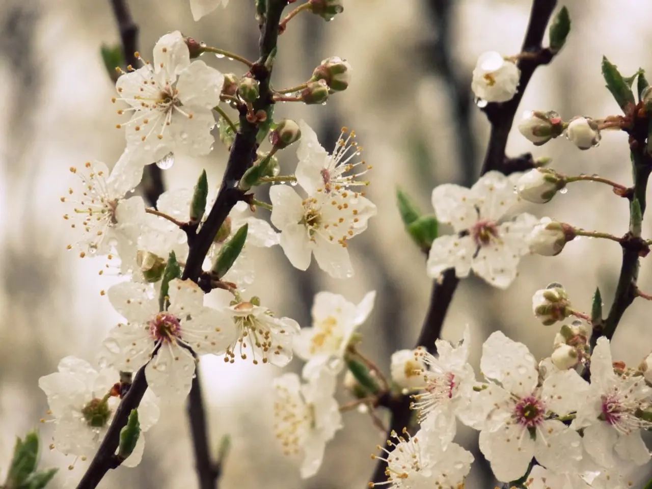 Evergreen Plants with Continuous Attractiveness Throughout the Year