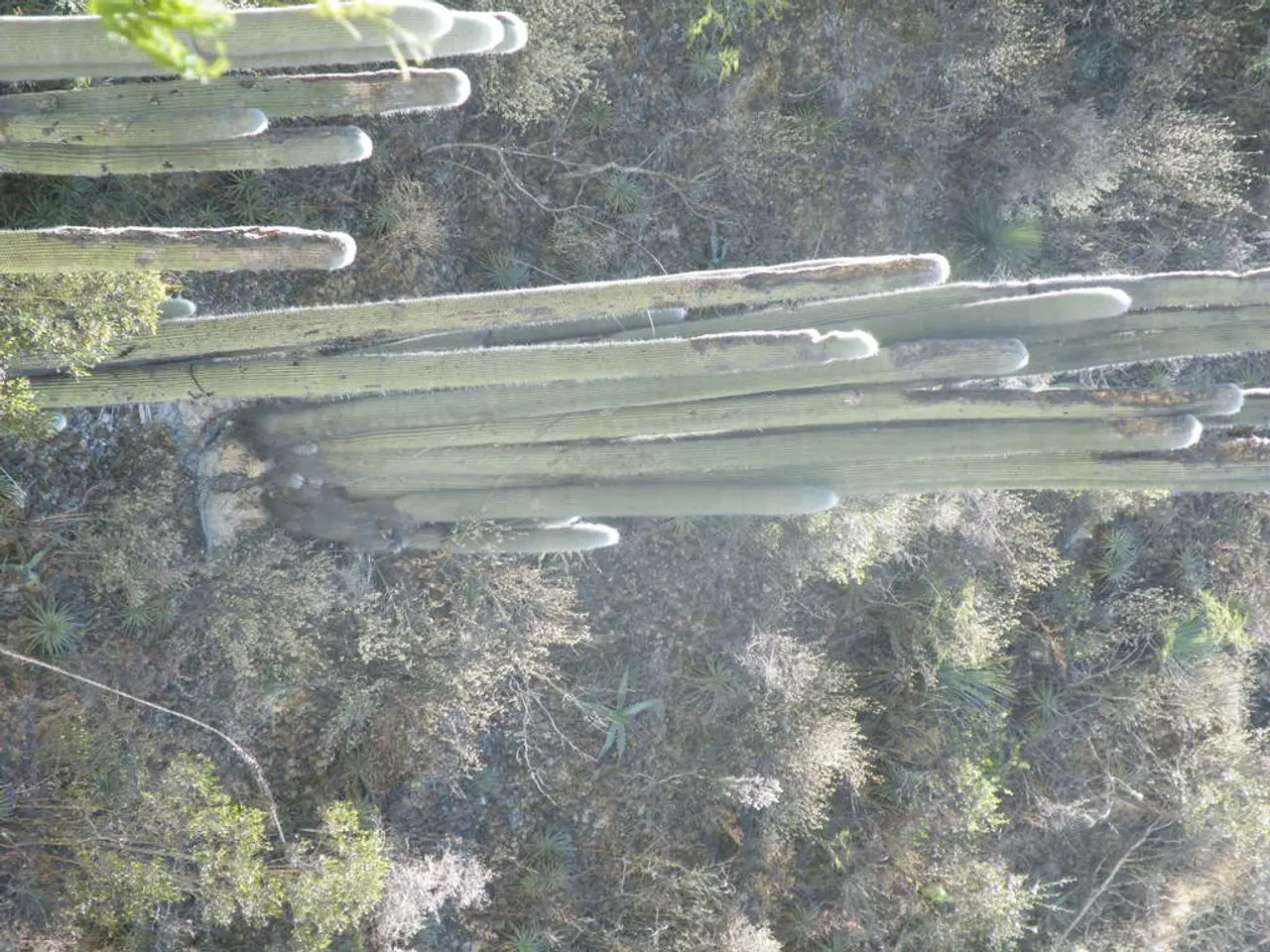 Optimal Soil Conditions for Thriving Yucca Plant Growth