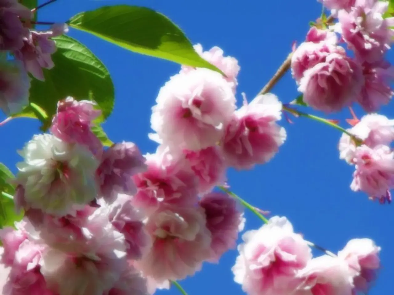 Deadheading specific geranium species in July encourages continued flowering throughout summer.