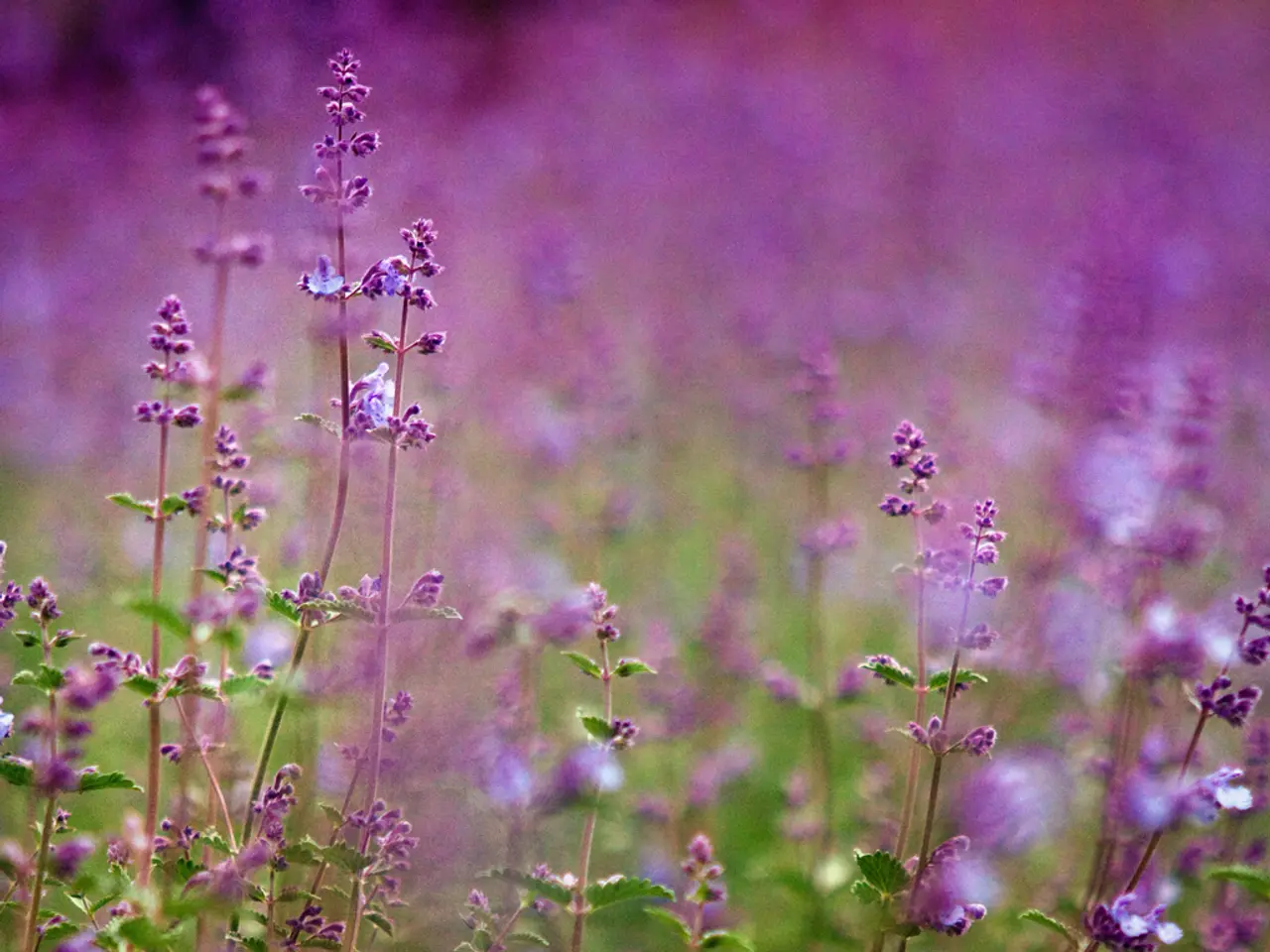 Growing 5 Varieties of Lavender for Stunning Scents and Vibrant Blossoms