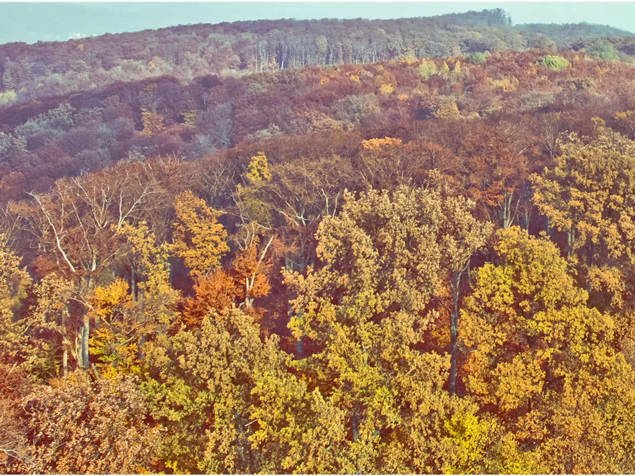 Approximately 2,000 trees and 15,000 shrubs are to be planted in Krasnodar