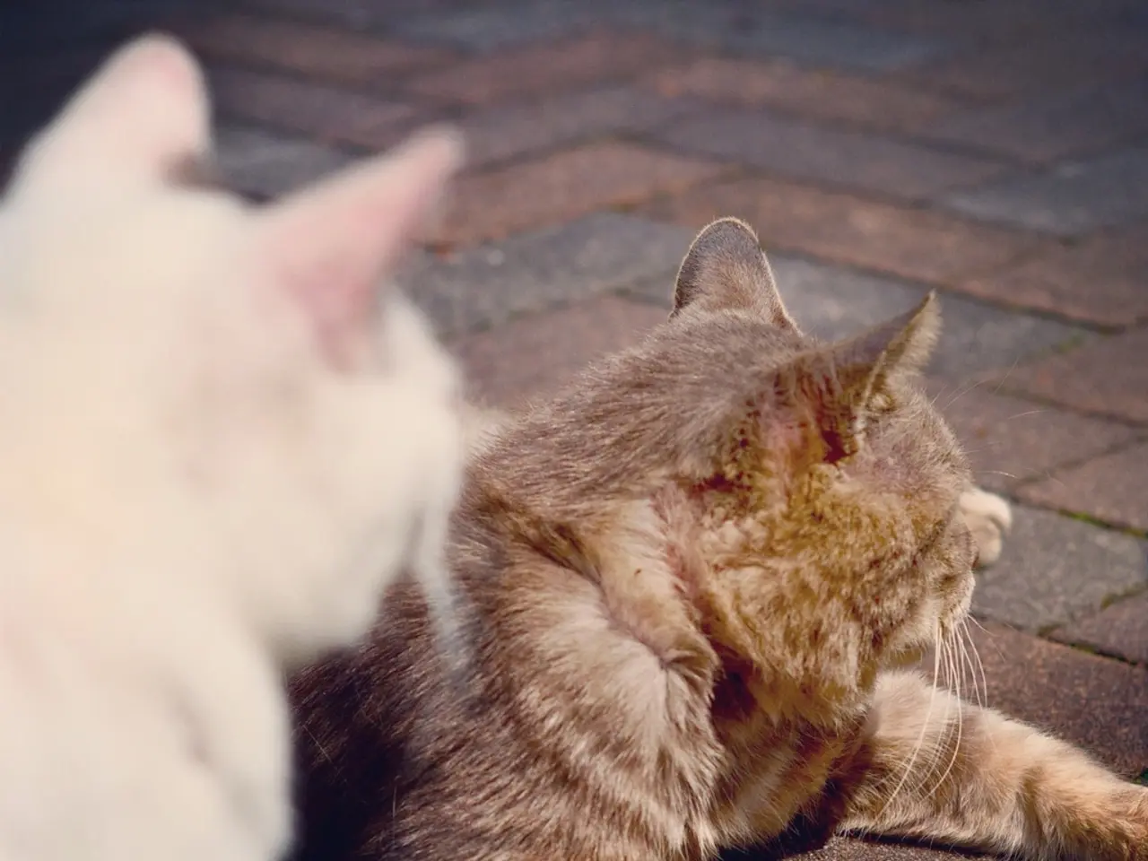 Differences between the Cornish Rex and Devon Rex: A Look at their Curly-haired Feline...