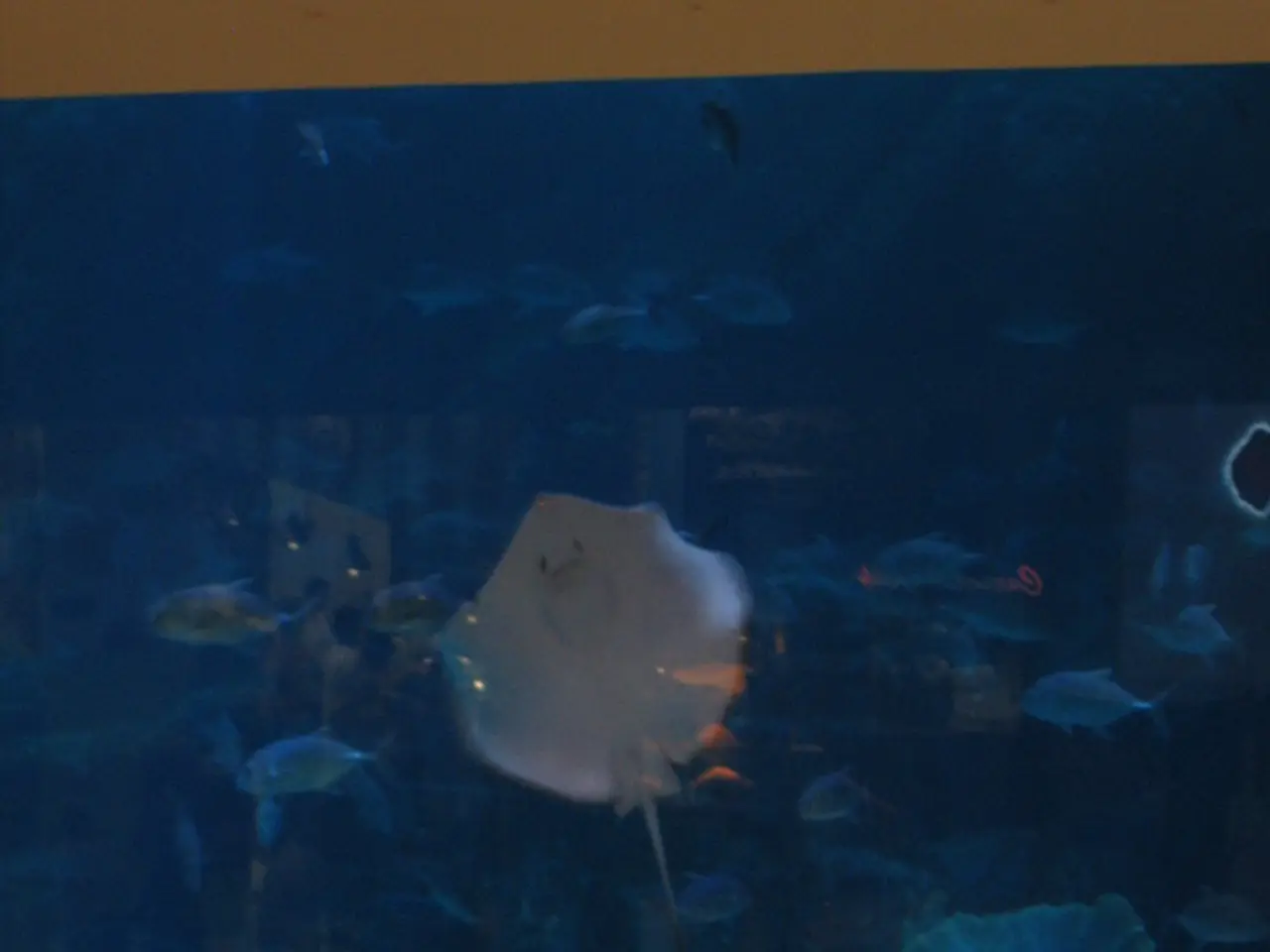 Simplified Aquarium Management: Strategies from AskBRS for Effortless Reef Aquarium Care