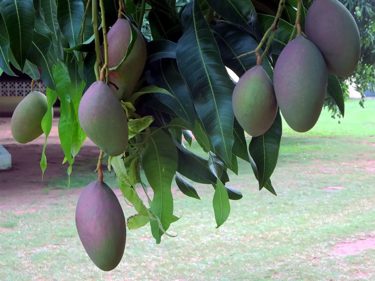 Mango Orchard in Chengalpattu Offers New Ownership Opportunities without Charges for Sign-Up