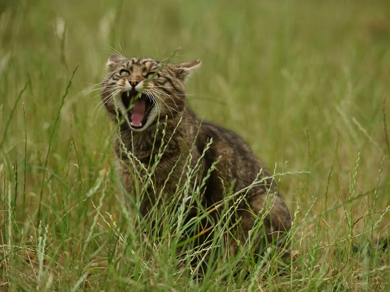 Worldwide Feline Population: Approximately Quantifying House Cats