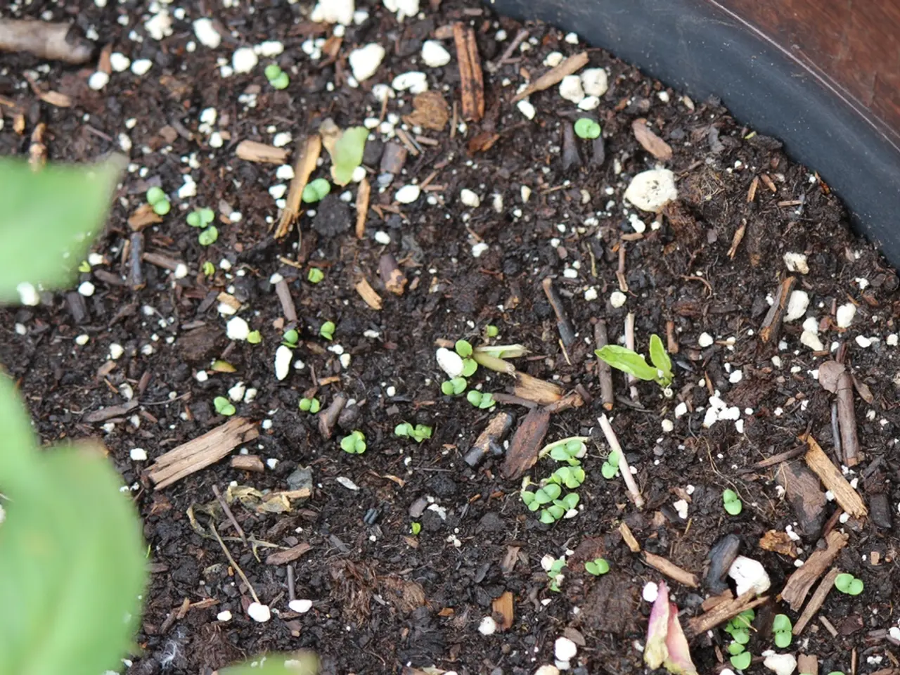 Examining Your Garden's Soil: A Comprehensive Walkthrough