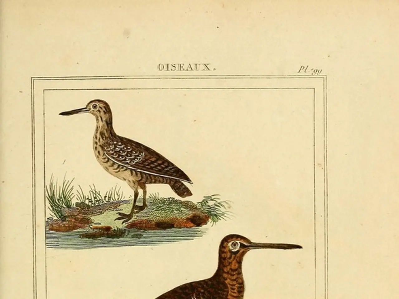 Suggestions for eight types of bird food to attract birds from your garden