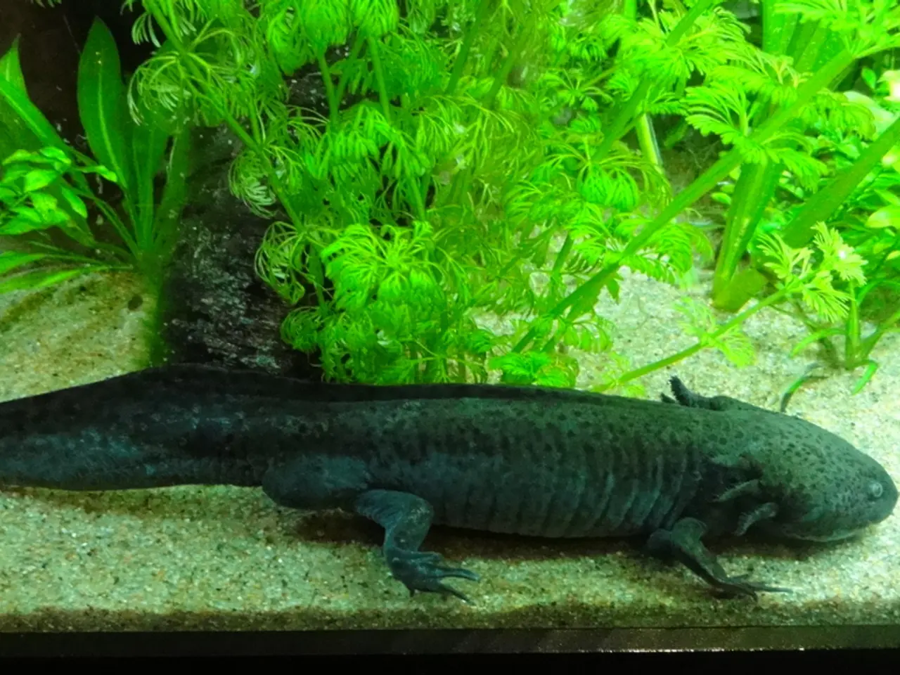 Multi-hued railway system unveiled