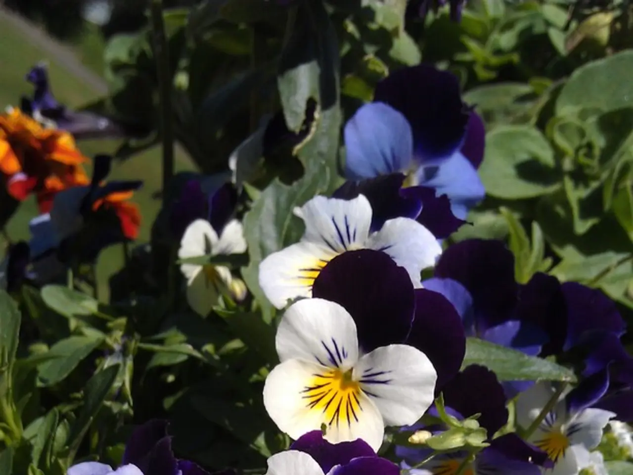 Top Choices for Partnering Plants with Thyme, Plus Unsuitable Varieties to Avoid