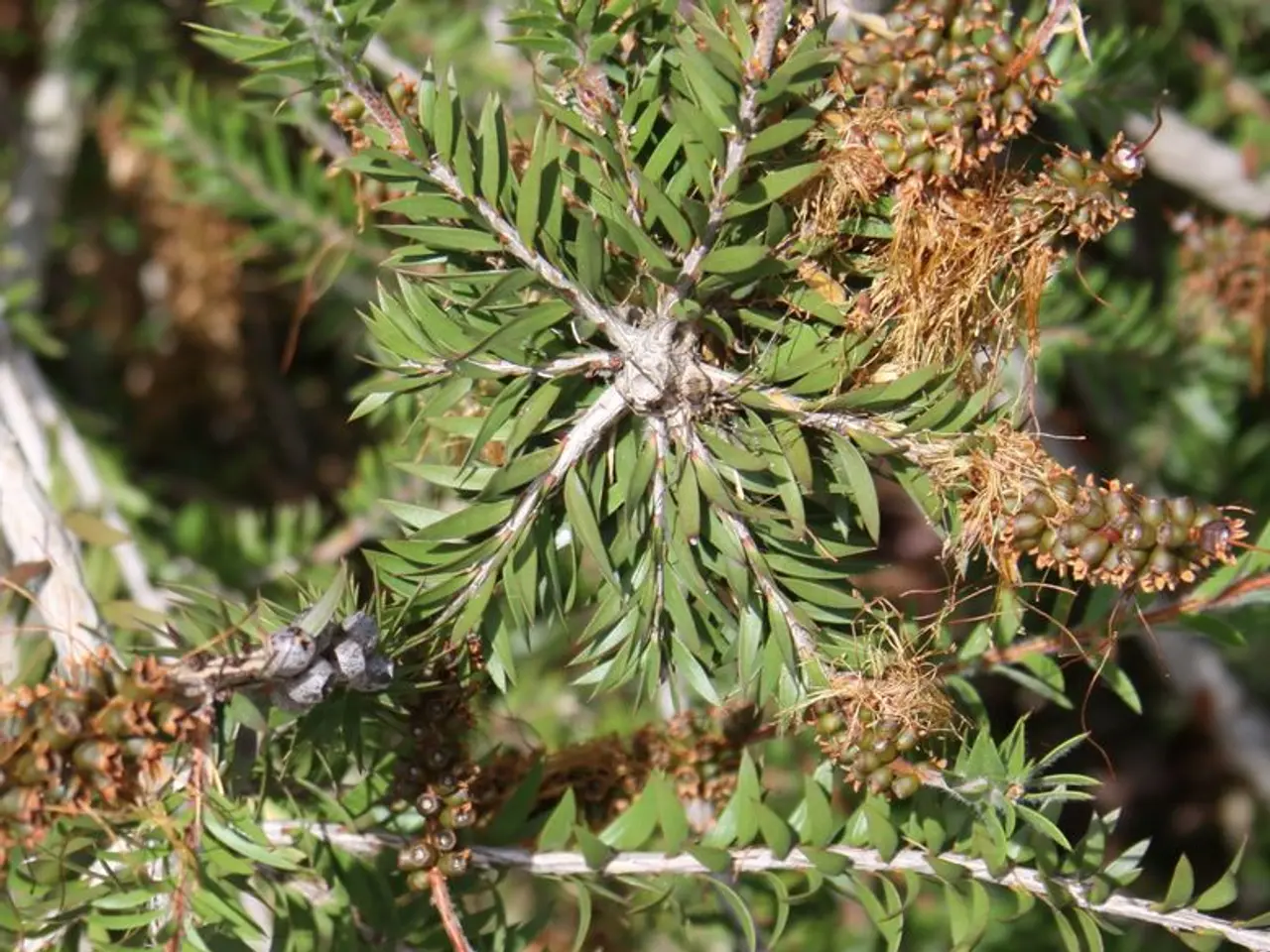 Top Picks: Perfect Partners for Fruit-Bearing Trees