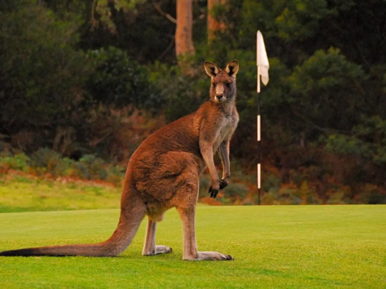 Kangaroo Purchases Colonel Tapiocca Brand, Debuts on Footwear Line