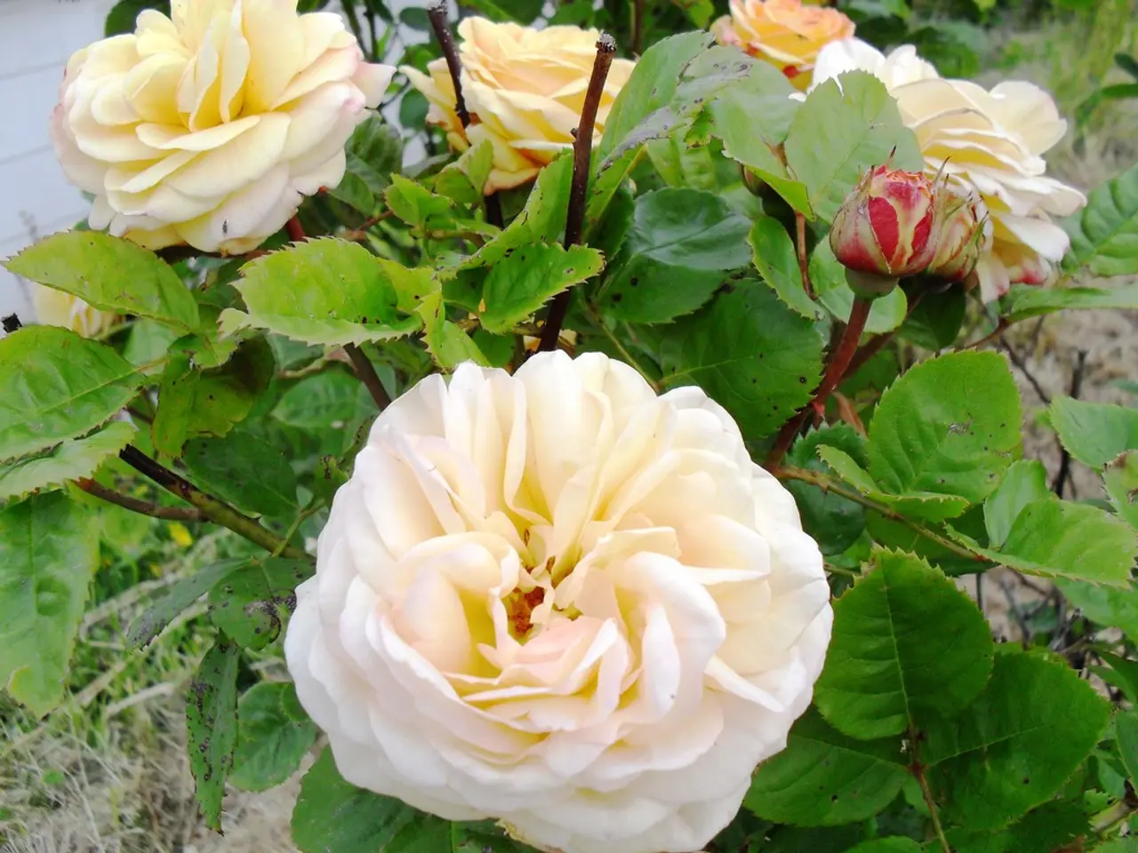 Garden Pests to Keep an Eye On: An Overview of Prevalent Weeds