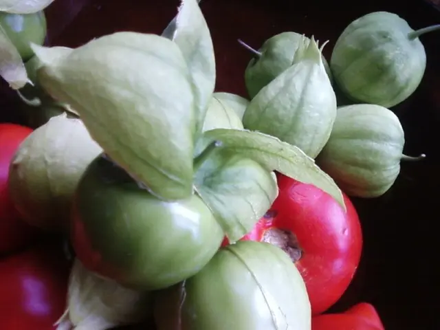 Vegetables Suitable for Shaded Areas: Simple Choices for Low-Sun Growth Spaces