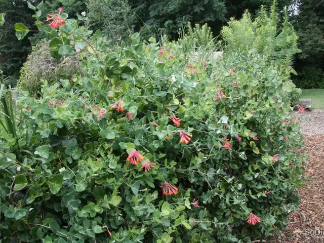 Effects of scorching temperatures and water shortage on our gardening practices.