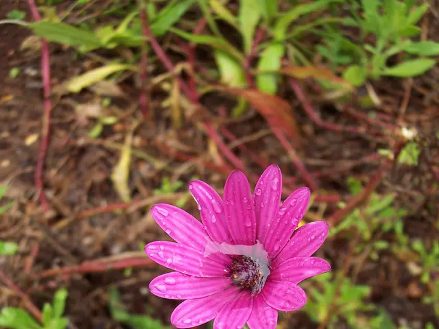 Strategies to Safeguard Your Garden from Spring Flooding, as Suggested by an Expert