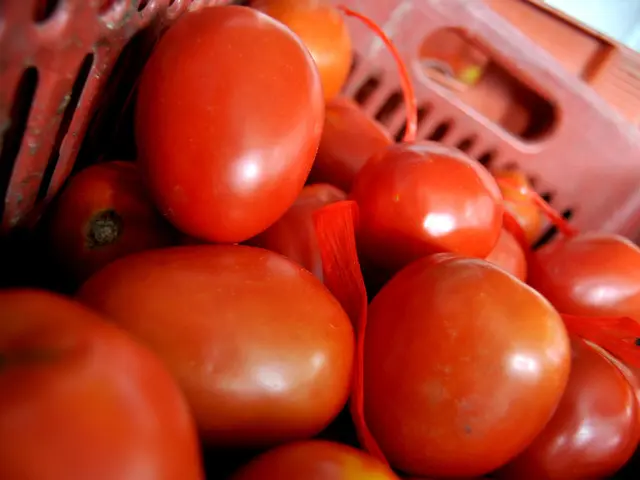 Tomatoes suspended in a hanging container or basket for growing purposes