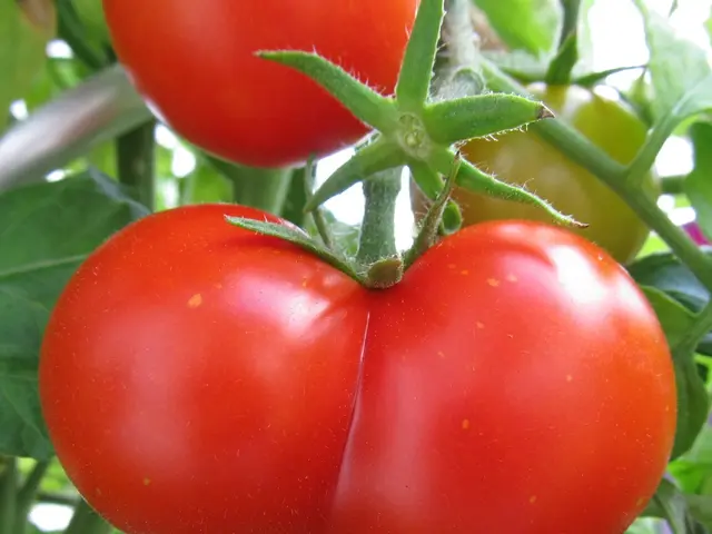Guide for Sowing Tomato Seeds Inside: Detailed Process for Prolonging the Planting Period