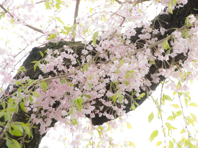 Seven Exquisite Flowering Trees Offering Continuous Blooms Throughout the Year