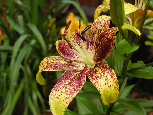 Top Nine Long-Blooming Perennials Attracting Hummingbirds All Year Long