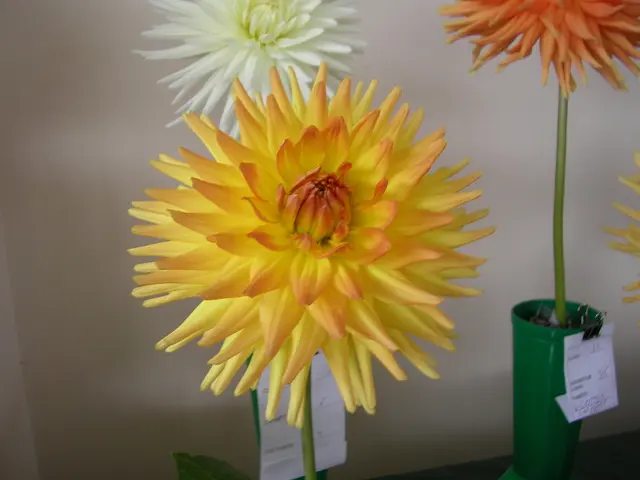 Strategies for Blending Decorative and Eatable Plants