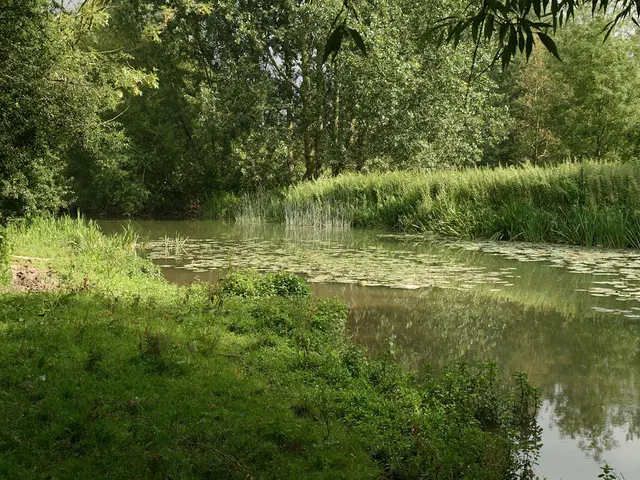 Technique for Effectively Growing Water Lilies Within a Pond - Masterful Insights for a Flourishing...