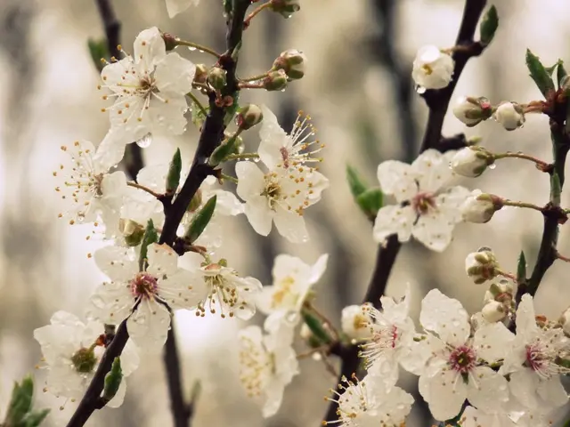 Evergreen Plants with Continuous Attractiveness Throughout the Year