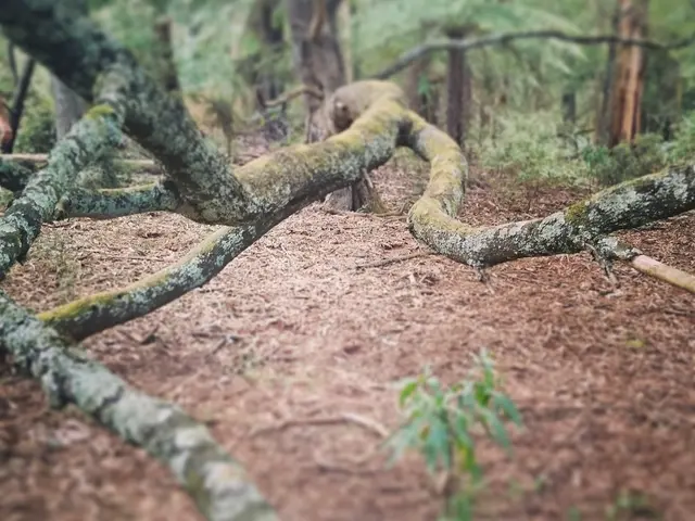 Optimal Soil Conditions for Thriving Avocado Trees