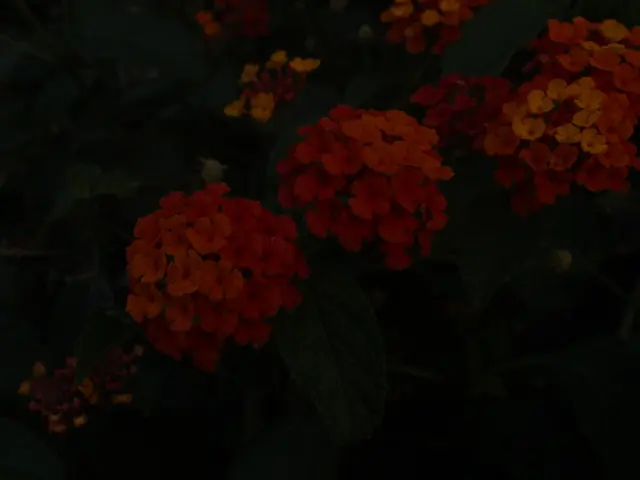 Selecting Appropriate Soil for Your Topiary Creation: A Guide to Optimal Ground for Your...