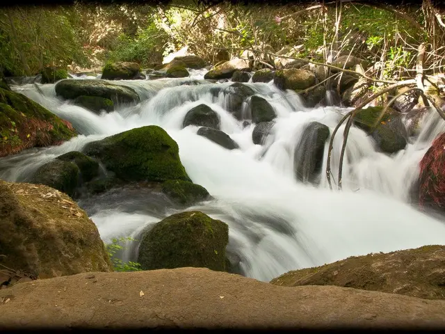 Mold Growth in Plant Soil: Recognizing and Addressing This Problem