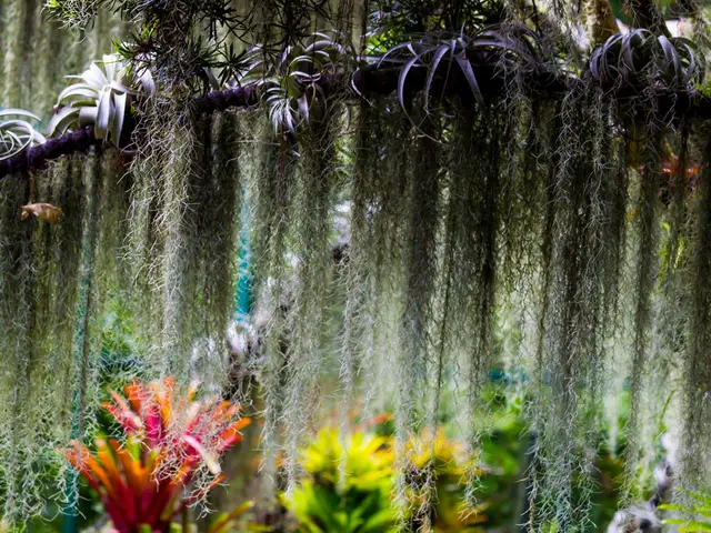 DIY Guide: Crafting Kokedamas for Novices