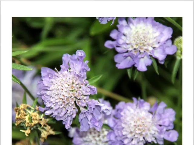 Sardoon Festival Observed in Yakutia region