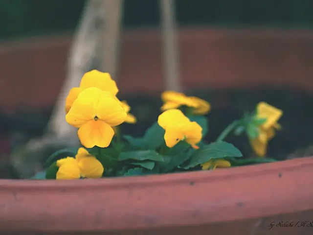 Examining Images: A Step-by-Step Guide