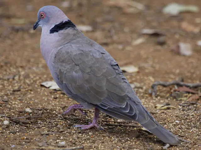 Live Virtual Event: Analyzing Bird Droppings for Wildlife Insights