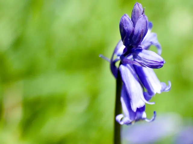 Identifying the type of clematis for proper pruning: Knowing the right and wrong times to trim...