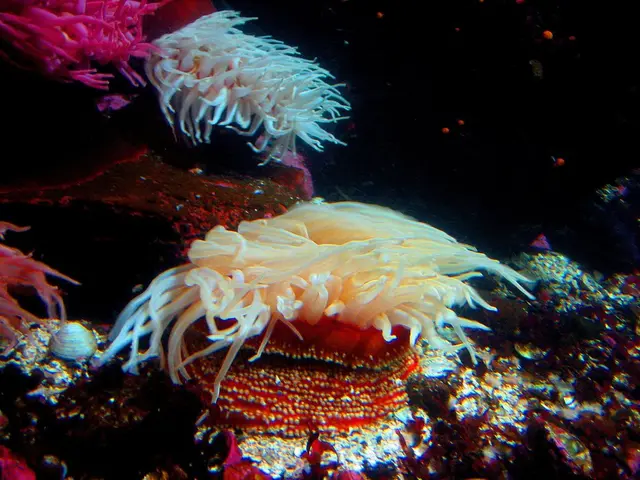 Preserving Coral Safety: Steer Clear of Risky Dipping! Opt for Dipping Instead!