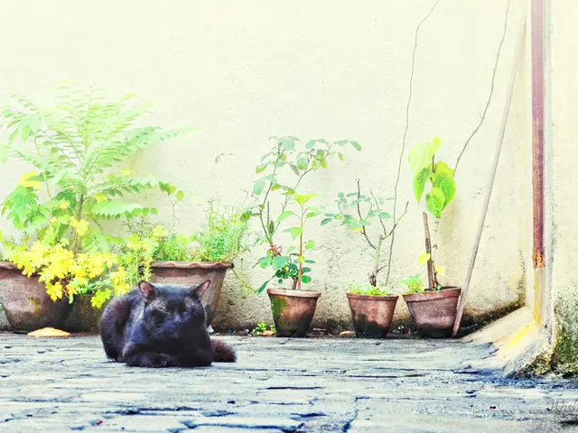 Strongest Odors That Displease Cats and Potential Scents to Avoid