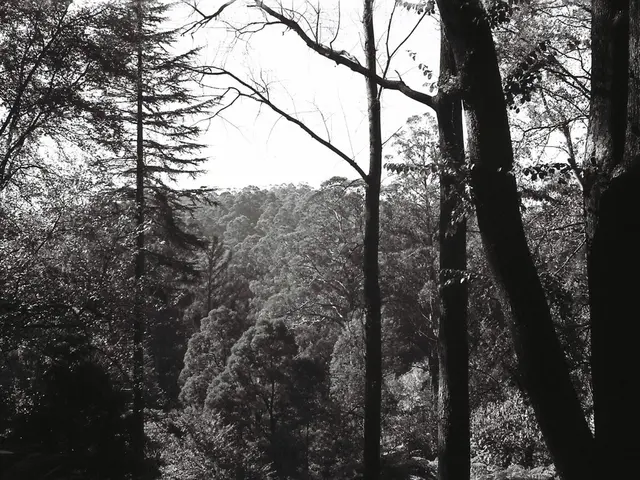 Transformed Landscape Elements: Exploring 9 Varieties of Pine Trees for an Improved Outdoor...