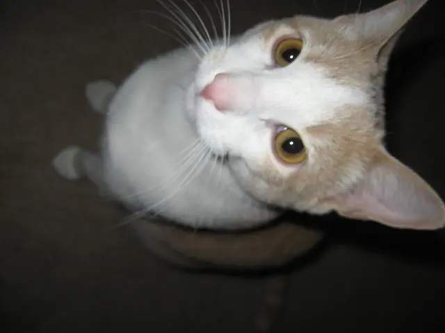 7 Cat Breeds with Adorable Faces that You'll Long to Embrace