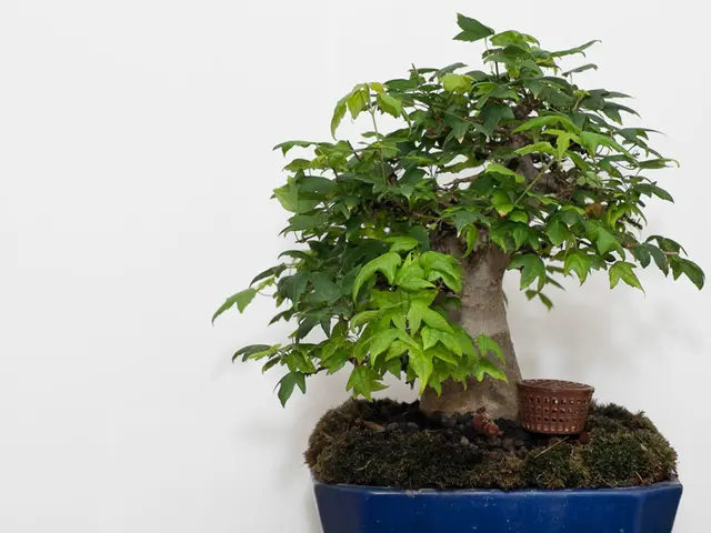Addressing and Resolving Common Problems in Winter Bonsai Care