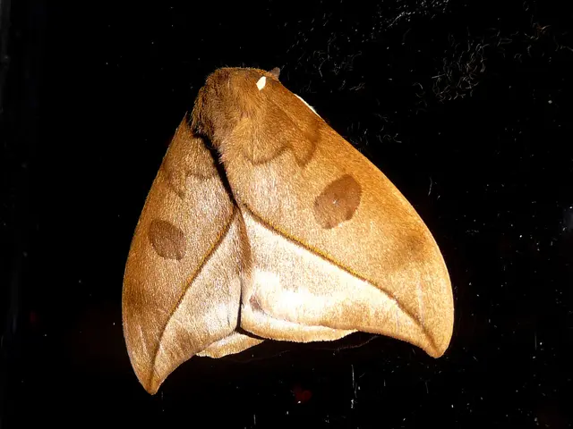 Abroad travel experience: Embraced the use of smart ceiling fans; now unwaveringly endorse their...