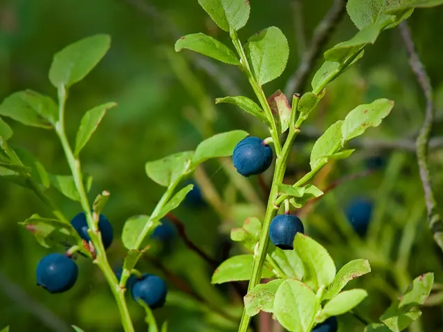 Harvesting Wild Bunchberry (North American Dogwood)
