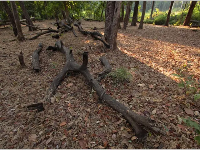 Successful Orchard Planting Techniques Revealed: Unveiling the Mysteries of Soil Preparation