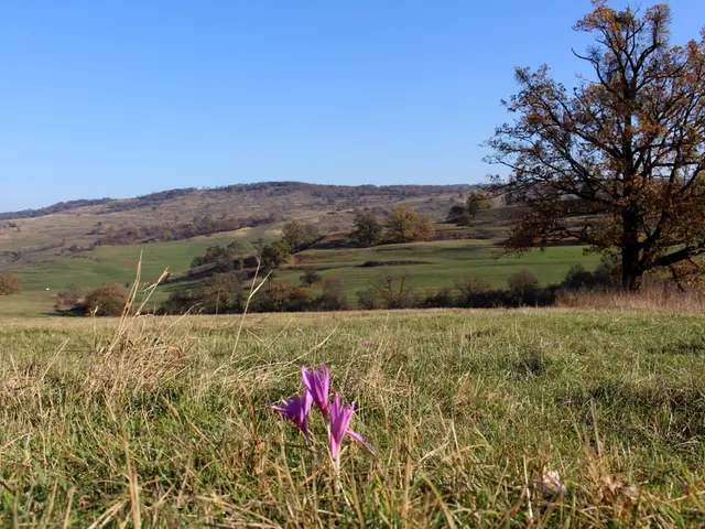 Exciting Selection of Black-Eyed Susan Varieties - Experience Stunning Autumn Hues for Extended...