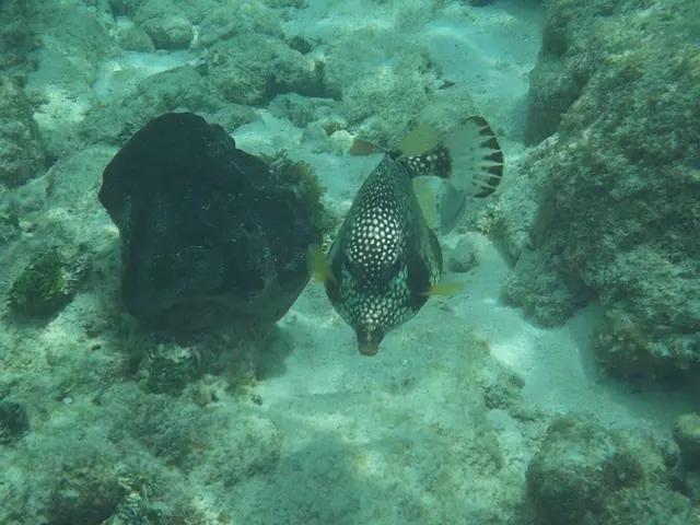 Behind-the-Scenes Account: Nurturing Octopus Matriarch