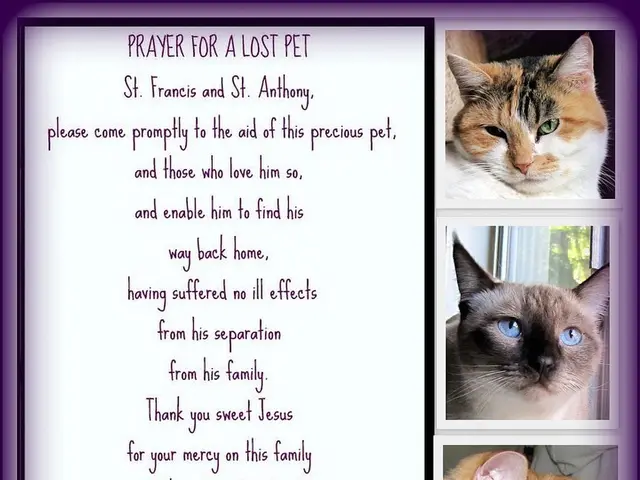 Understanding a Cat's Contentment: Insights from a Feline Behavior Specialist