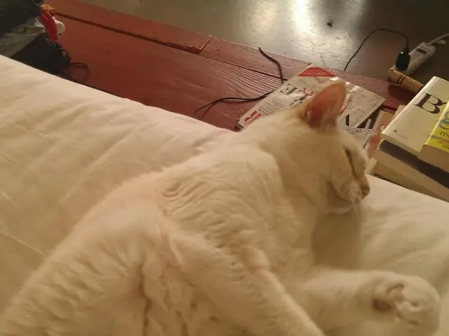 Cat enthusiast and proud cat owner shares list of top 20 Amazon Prime Day discounts on...