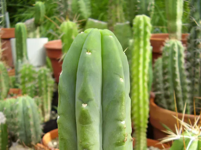 Guidelines for Nurturing Adorable Succulents: Essential Dos and Don'ts for Effective Watering