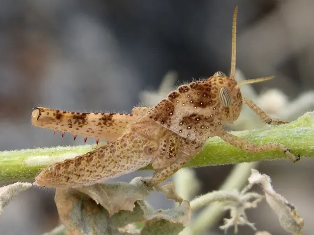 Affordable and Efficient Slug Deterrent Using Grapefruit - No Chemicals Required